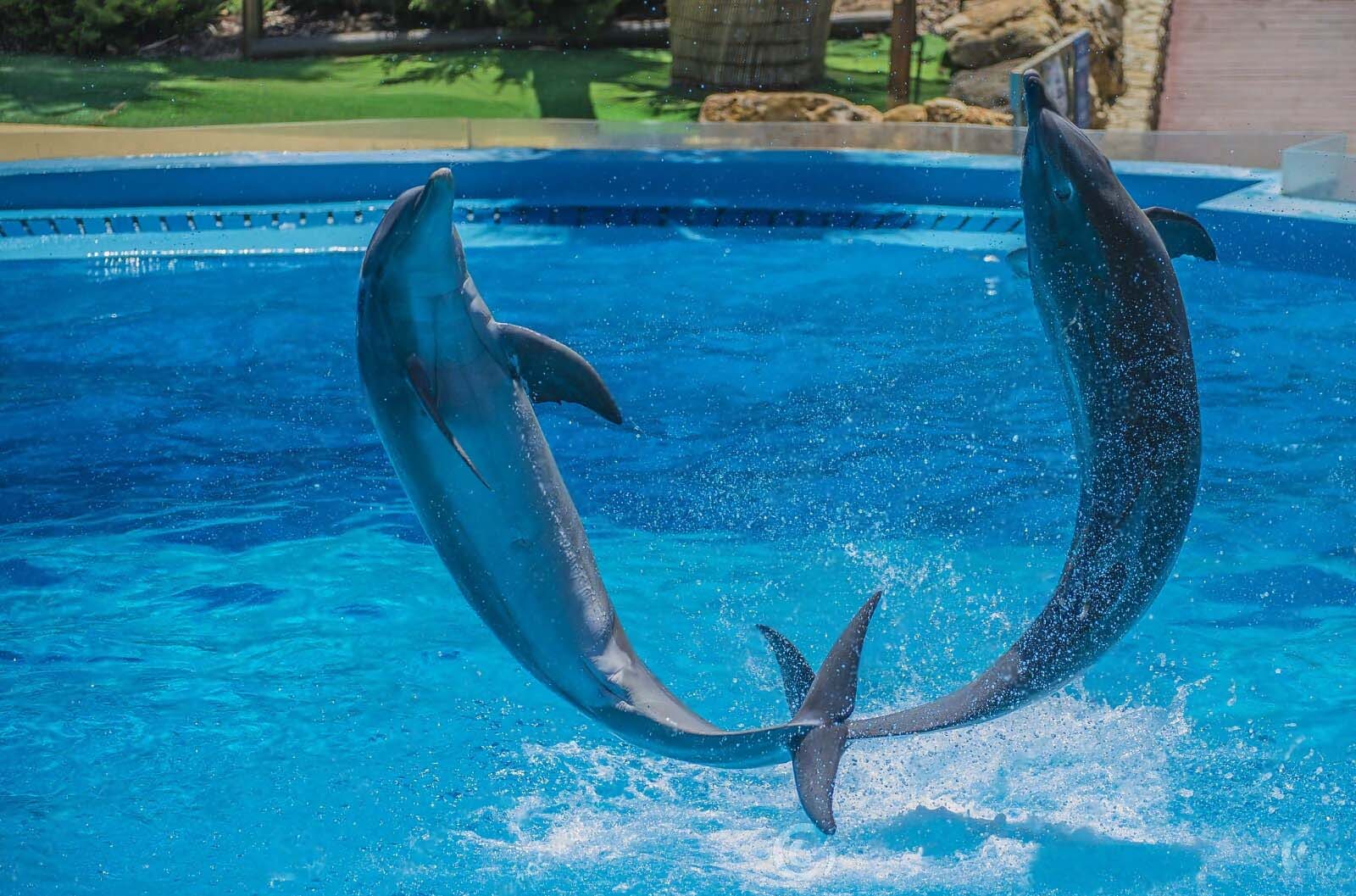 Dolphin Show